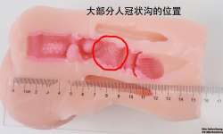 GXP����������Ҷ������